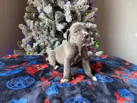 Dansher Christmas ready pup, a male Cane Corso for sale in Saint Joseph, MO – Photo 2 of 5