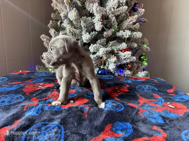 Dansher Christmas ready pup