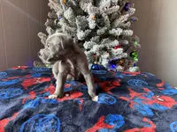 Dansher Christmas ready pup, a male Cane Corso for sale in Saint Joseph, MO – Photo 1 of 5
