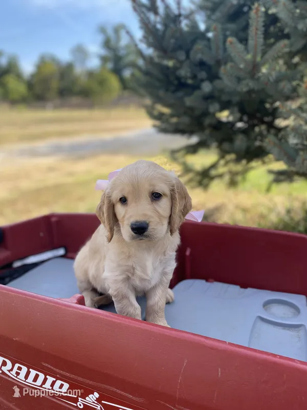 Martha – Goldendoodle, English Cream Golden Retriever puppy for sale in Bentonville, AR