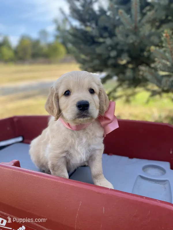 Betsy – Goldendoodle, English Cream Golden Retriever puppy for sale in Bentonville, AR