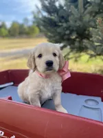 Betsy, a female Goldendoodle and English Cream Golden Retriever for sale in Bentonville, AR – 1 of 5