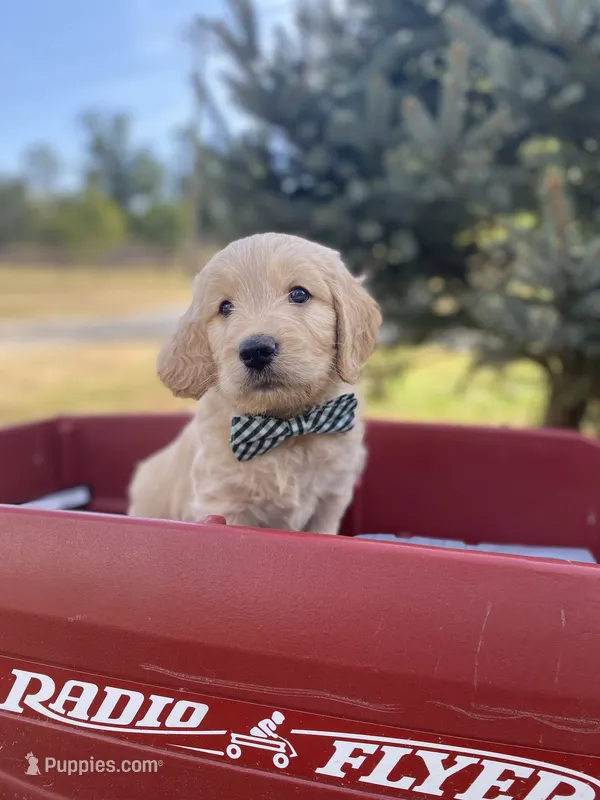 George – Goldendoodle, English Cream Golden Retriever puppy for sale in Bentonville, AR