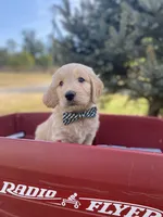 George, a male Goldendoodle and English Cream Golden Retriever for sale in Bentonville, AR – 1 of 4