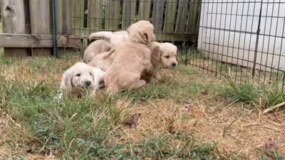 Martha, a female Goldendoodle and English Cream Golden Retriever for sale in Bentonville, AR – 3 of 4