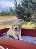 Alexander, a male Goldendoodle and English Cream Golden Retriever for sale in Bentonville, AR – 2 of 4