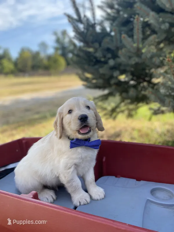Benjamin – Goldendoodle, English Cream Golden Retriever puppy for sale in Bentonville, AR