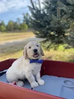 Benjamin, a male Goldendoodle and English Cream Golden Retriever for sale in Bentonville, AR – 1 of 4