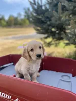 Martha, a female Goldendoodle and English Cream Golden Retriever for sale in Bentonville, AR – 2 of 4