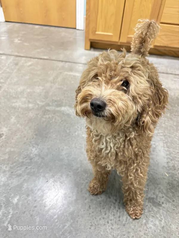 Gimli – Poodle - Miniature  puppy for sale in Bentonville, AR