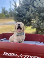 George, a male Goldendoodle and English Cream Golden Retriever for sale in Bentonville, AR – 2 of 4