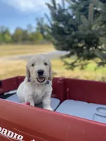 John, a male Goldendoodle and English Cream Golden Retriever for sale in Bentonville, AR – 2 of 4