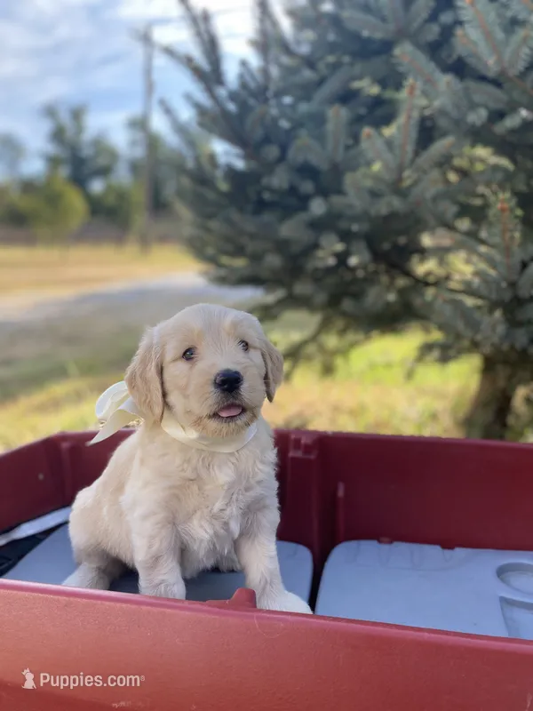 Abigail – Goldendoodle, English Cream Golden Retriever puppy for sale in Bentonville, AR
