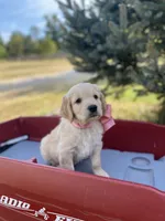 Betsy, a female Goldendoodle and English Cream Golden Retriever for sale in Bentonville, AR – 4 of 5