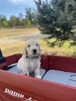 John, a male Goldendoodle and English Cream Golden Retriever for sale in Bentonville, AR – 4 of 4