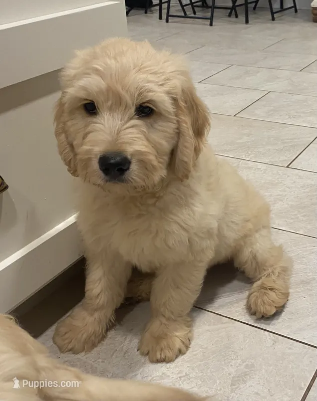 Thomas – Goldendoodle, English Cream Golden Retriever puppy for sale in Bentonville, AR