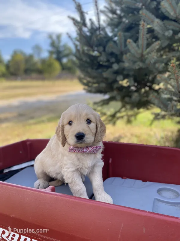Alexander – Goldendoodle, English Cream Golden Retriever puppy for sale in Bentonville, AR