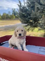 Alexander, a male Goldendoodle and English Cream Golden Retriever for sale in Bentonville, AR – 1 of 4