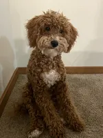 Gimli, a male Poodle - Miniature  for sale in Bentonville, AR – 6 of 7