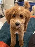 Gimli, a male Poodle - Miniature  for sale in Bentonville, AR – 7 of 7