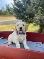 Thomas, a male Goldendoodle and English Cream Golden Retriever for sale in Bentonville, AR – 2 of 3