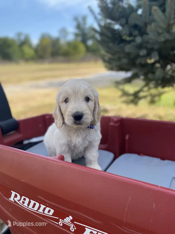 John – Goldendoodle, English Cream Golden Retriever puppy for sale in Bentonville, AR