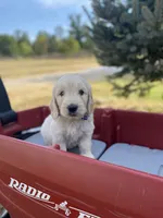 John, a male Goldendoodle and English Cream Golden Retriever for sale in Bentonville, AR – 1 of 4
