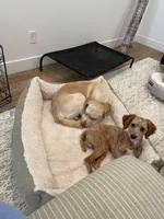 Gimli, a male Poodle - Miniature  for sale in Bentonville, AR – 2 of 7