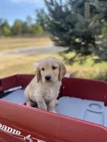Martha, a female Goldendoodle and English Cream Golden Retriever for sale in Bentonville, AR – 4 of 4
