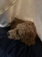 Gimli, a male Poodle - Miniature  for sale in Bentonville, AR – 4 of 7