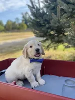 Benjamin, a male Goldendoodle and English Cream Golden Retriever for sale in Bentonville, AR – 2 of 4