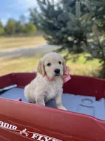 Betsy, a female Goldendoodle and English Cream Golden Retriever for sale in Bentonville, AR – 2 of 5