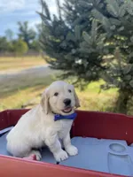 Benjamin, a male Goldendoodle and English Cream Golden Retriever for sale in Bentonville, AR – 4 of 4