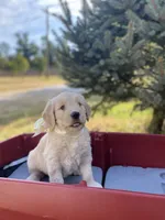 Abigail, a female Goldendoodle and English Cream Golden Retriever for sale in Bentonville, AR – 2 of 4