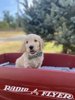 George, a male Goldendoodle and English Cream Golden Retriever for sale in Bentonville, AR – 4 of 4