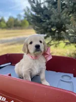 Betsy, a female Goldendoodle and English Cream Golden Retriever for sale in Bentonville, AR – 5 of 5
