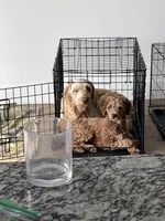 Gimli, a male Poodle - Miniature  for sale in Bentonville, AR – 5 of 7