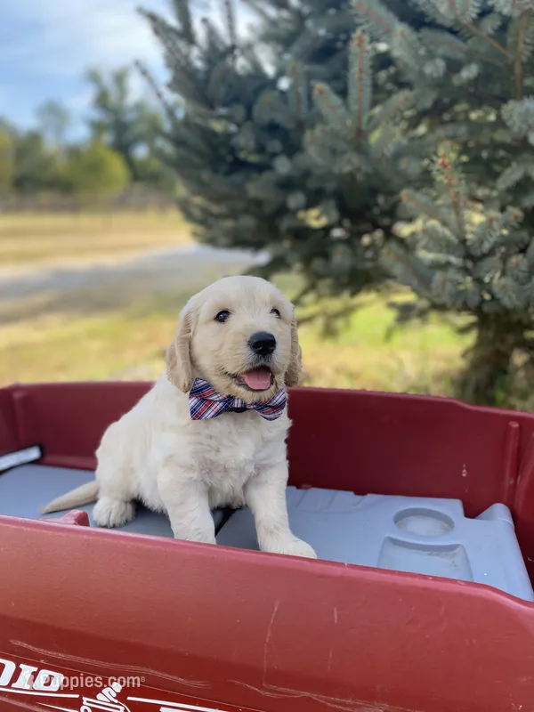 Thomas – Goldendoodle, English Cream Golden Retriever puppy for sale in Bentonville, AR