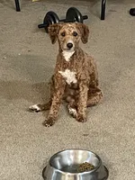 Gimli, a male Poodle - Miniature  for sale in Bentonville, AR – 3 of 7