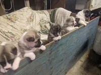 processed/7e2d87bb-a8b6-4243-8d15-c6c7371ad994/listing/cb90fde0-c819-4956-b6a2-51eae02a9add/d3cafa84-aa26-430c-b554-a418c8c2c1f4