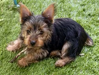 doyle, a male Yorkshire Terrier for sale in Grand Rapids, MI – 4 of 5