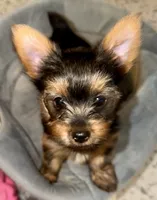 doyle, a male Yorkshire Terrier for sale in Grand Rapids, MI – 2 of 5