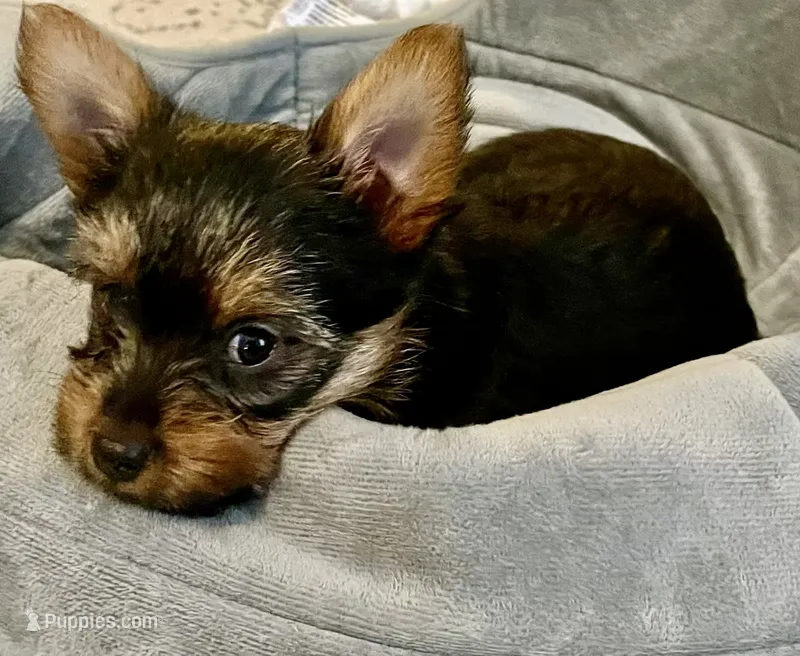 doyle – Yorkshire Terrier puppy for sale in Grand Rapids, MI