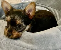 doyle, a male Yorkshire Terrier for sale in Grand Rapids, MI – 1 of 5