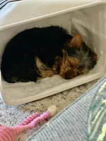 doyle, a male Yorkshire Terrier for sale in Grand Rapids, MI – 3 of 5