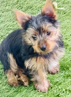 doyle, a male Yorkshire Terrier for sale in Grand Rapids, MI – 5 of 5