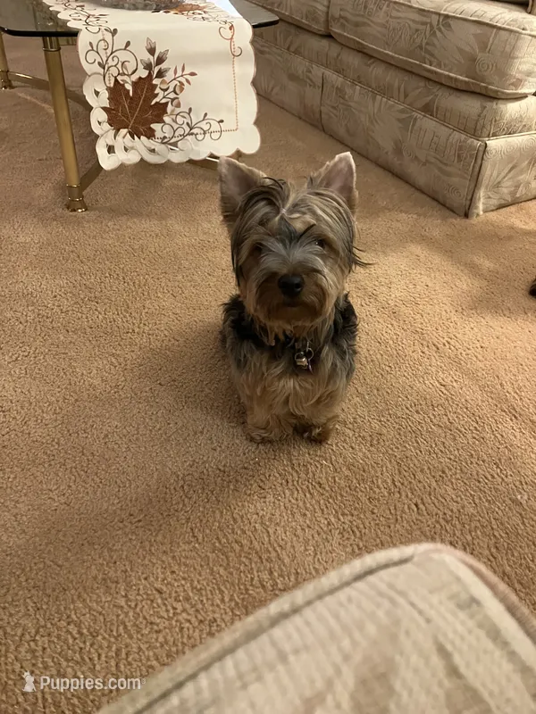 doyle – Yorkshire Terrier puppy for sale in Grand Rapids, MI