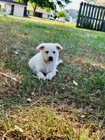 Ghost, a male German Shepherd Dog for sale in Fayetteville, NC – 3 of 3