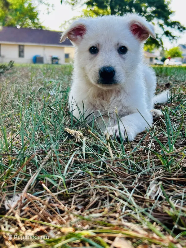 Ghost – German Shepherd Dog puppy for sale in Fayetteville, NC