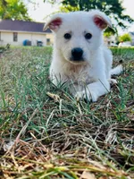Ghost, a male German Shepherd Dog for sale in Fayetteville, NC – 1 of 3